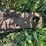 holt-caterpillar-pull-type-combine-image-15