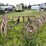#2613-•-(10)-wheel-v-rake-image-6