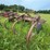 #2608-•-glencoe-(9)-shank-disc-chisel-image-5