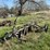 oliver-heavy-duty-3-blade-pull-type-disk-plow-image-7
