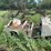toro-golf-cart-image-4