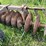 #2645-•-krause-10'-disc-image-7