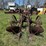 oliver-two-bottom-horse-drawn-walking-plow-with-no.-3-bottoms-image-12