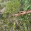 #2641-•-dakon-gravity-box-on-gehl-running-gear-image-17