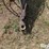 john-deere-field-cultivator-image-9