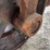 fordson-roller-image-14