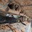 caterpillar-308-cr-image-21