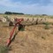 live-online:-gisi-farm-retirement-auction---new-rockford,-nd-image-5
