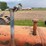 allis-chalmers-wc-image-31
