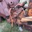 allis-chalmers-u-industrial-parts-tractor-image-20