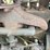 rumely-doall-image-24