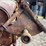 fordson-roller-image-54