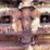 fordson-roller-image-60
