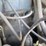 #53863-•-*inop-nissan-cushion-tire-forklift-inv#53863-image-21
