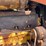 allis-chalmers-u-image-20
