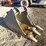 bobcat-e35-image-2