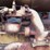 fordson-roller-image-57