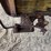 fordson-roller-image-30