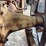 fordson-roller-image-81