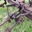 rumely-doall-image-41