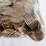 #00631-•-(300)-wheat-pennies-image-15