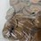 #00636-•-(300)-wheat-pennies-image-15