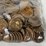 #00636-•-(300)-wheat-pennies-image-13