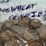 #00631-•-(300)-wheat-pennies-image-8