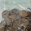 #00636-•-(300)-wheat-pennies-image-16