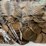 #00636-•-(300)-wheat-pennies-image-5
