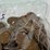 #00631-•-(300)-wheat-pennies-image-10