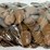 #00631-•-(300)-wheat-pennies-image-5