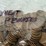 #00636-•-(300)-wheat-pennies-image-8