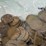 #00631-•-(300)-wheat-pennies-image-19