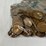 #00626-•-(300)-wheat-pennies-image-6