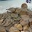 #00626-•-(300)-wheat-pennies-image-19