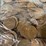 #00636-•-(300)-wheat-pennies-image-14