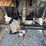 #52326-•-honda-foreman-4x4-atv-inv#52326-image-9