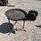 #2502-•-vintage-champion-forge-blower-image-3