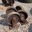 #2099-•-set-of-(4)-colson-endura-hard-rubber-casters-image-1
