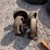 #2099-•-set-of-(4)-colson-endura-hard-rubber-casters-image-2
