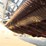 case-ih-1020-image-10
