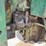 1972-john-deere-4620-image-15