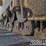 2007-caterpillar-d6n-xl-image-16