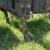 #608-•-2018-pitts-log-trailer-image-23