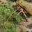 international-cub-lo-boy-image-5