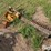 international-cub-lo-boy-image-5