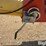 westfield-mk130-71-swing-hopper-grain-auger-image-14