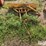 international-cub-lo-boy-image-6