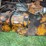 minneapolis-moline-445-image-22
